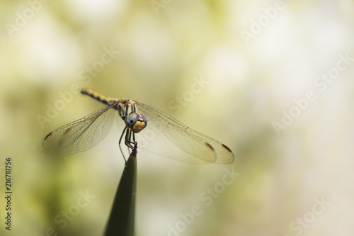 Dragonfly on the background bokeh