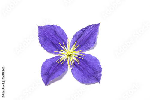 Pretty Clematis Flower and Petals on White Background