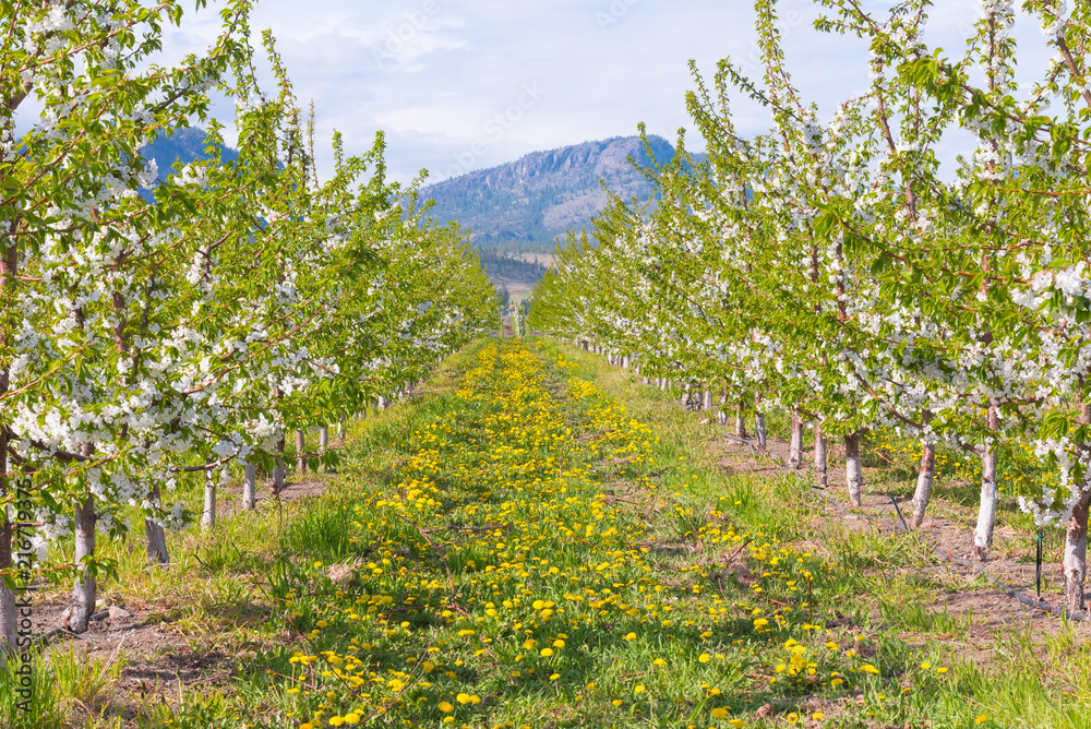 View down row of blooming apple trees in orchard with dandelion flowers in grass and mountains in background View down row of blooming apple trees in orchard with dandelion flowers in grass and mountains in background