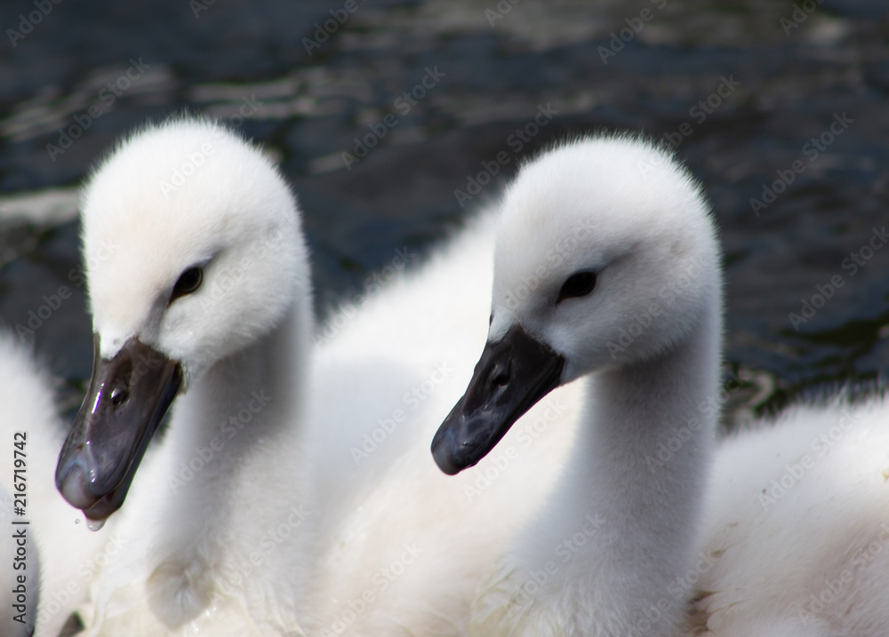 Cygnets Cygnets