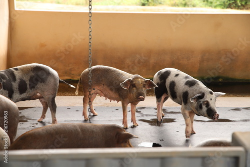 Animais da fazenda e síito chácara porcos suino photo