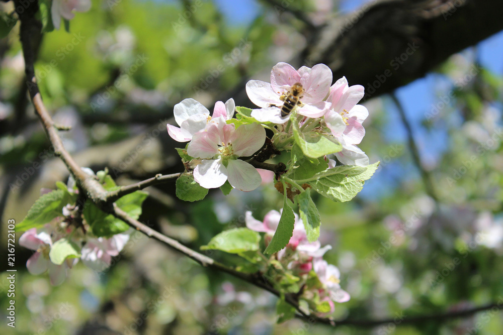 Fototapeta premium blooming Apple tree