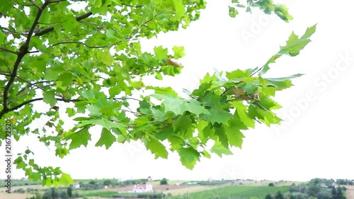 GREEN LEAVES OF A PLANE TREE IN THE SUMMER WIND photo