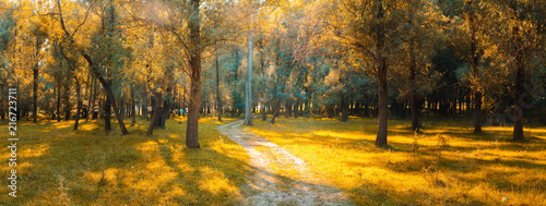 Panorama in the forest during sunset. Sun rays coming through the trees. Summer days in the forest