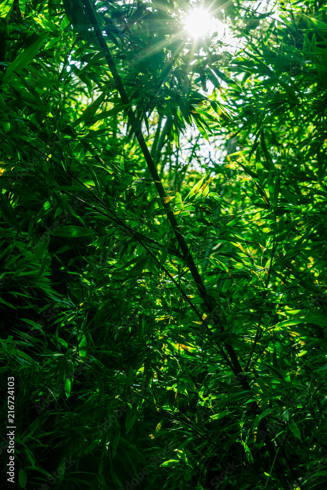 Fototapeta premium Forest glow