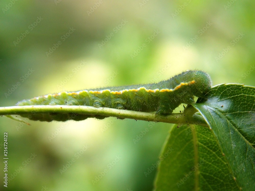 Fototapeta premium green caterpillar on a plant 