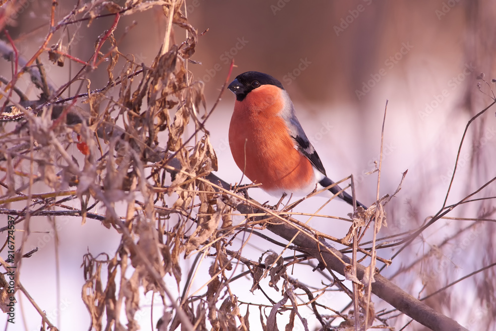 Bullfinch sits in the bushes in the natural environment (at dawn). Bullfinch sits in the bushes in the natural environment (at dawn).