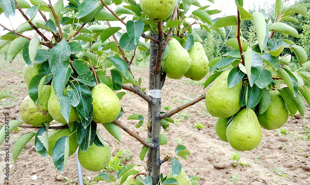 ripening pears on the tree ripening pears on the tree