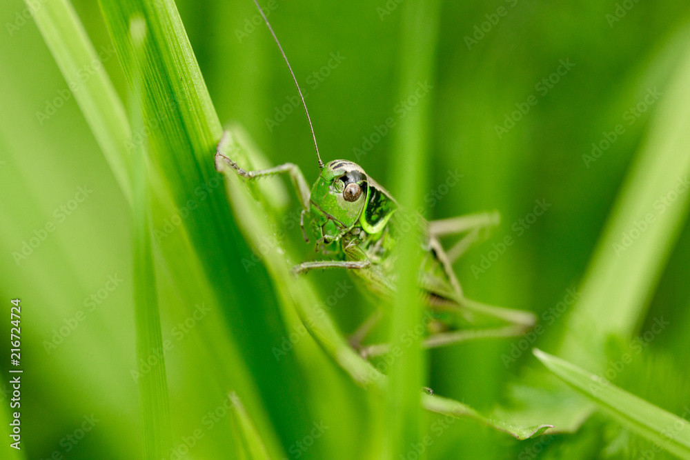 Grasshopper on the leaf of grass close up. Grasshopper on the leaf of grass close up.