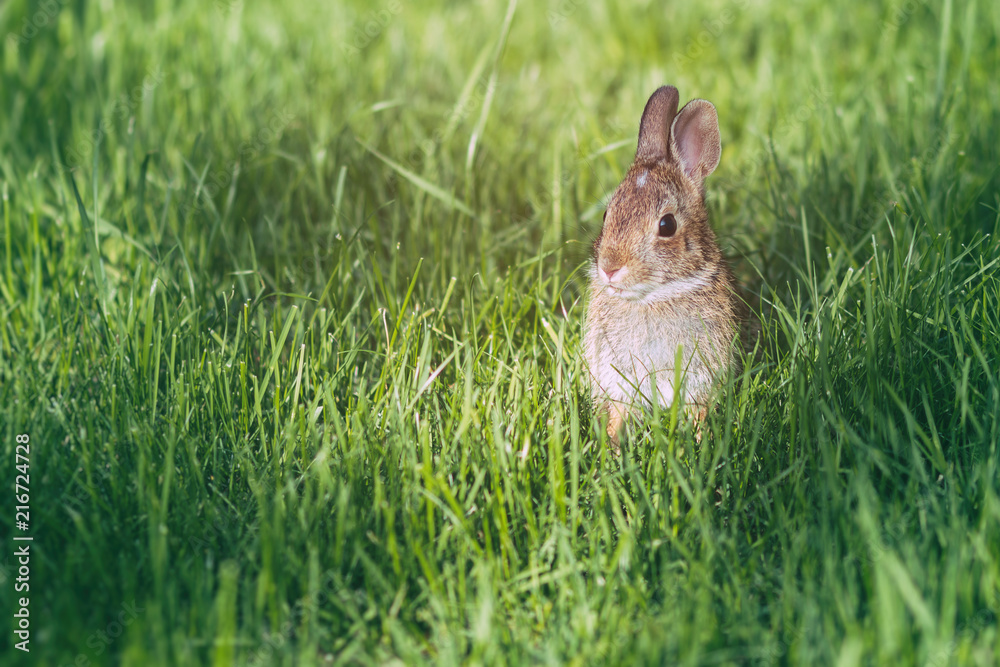 Young eastern cottontail rabbit bunny on fresh spring grass. Young eastern cottontail rabbit bunny on fresh spring grass.