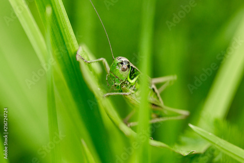 Grasshopper on the leaf of grass close up.