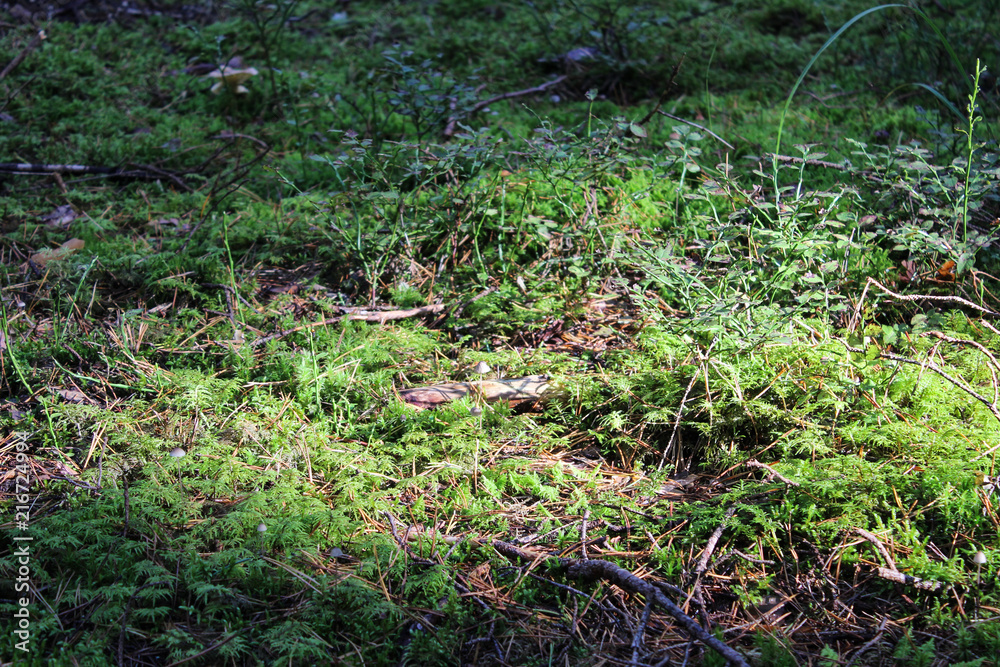 Obraz premium Green moss carpet in forest