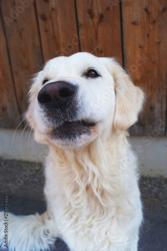 Weißer Golden Retriever frontal