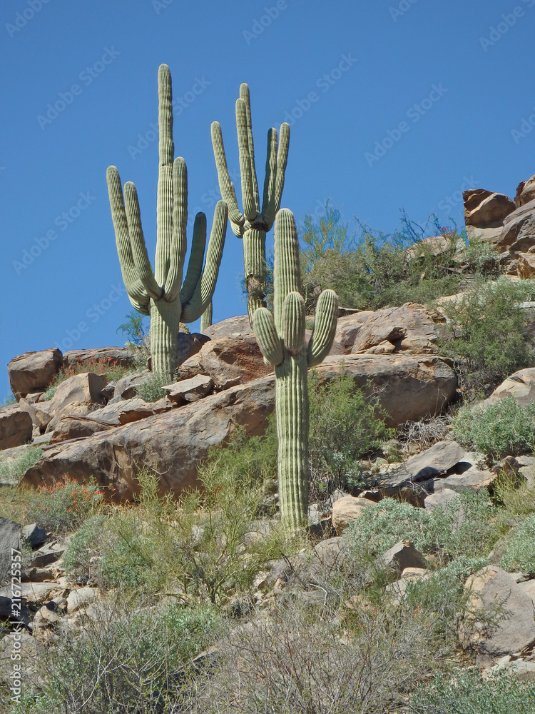 Sagaro Cactuses at Dove Mountain north of Tucson