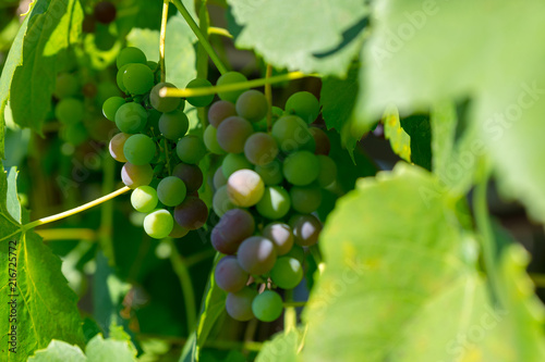 red grapevines in summer