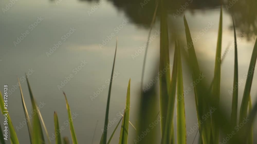 Sunflare in the reflection of a lake with leaves and plants waving in het wind in the foreground. Sunflare in the reflection of a lake with leaves and plants waving in het wind in the foreground.