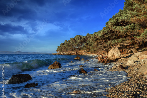 Pine on the shore of the blue sea. Croatia.