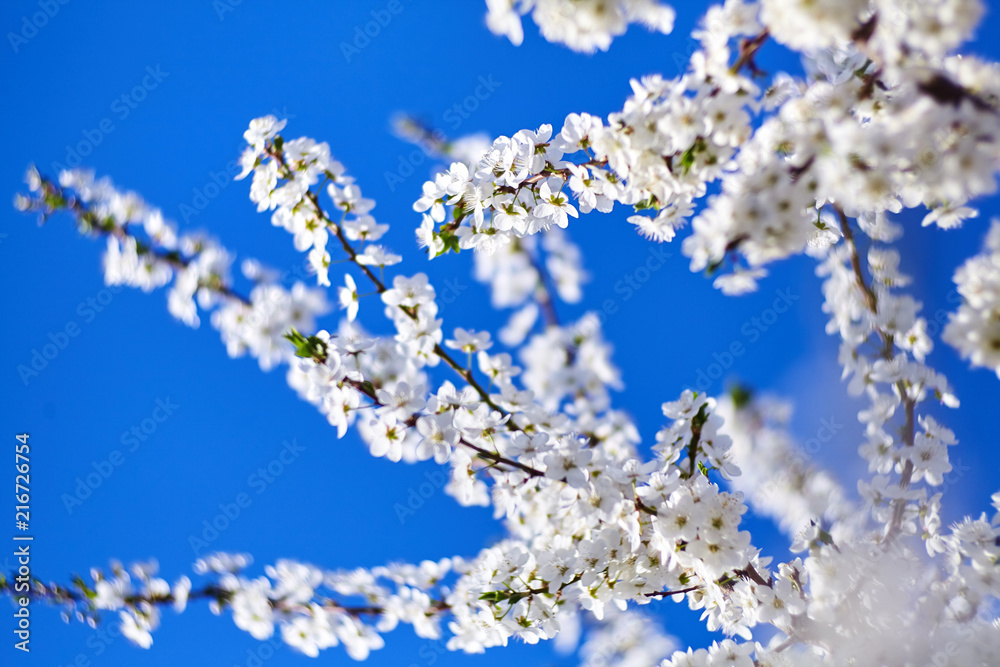 Spring. Blooming tree. White flowers on the blue sky background. Sunny day Spring. Blooming tree. White flowers on the blue sky background. Sunny day