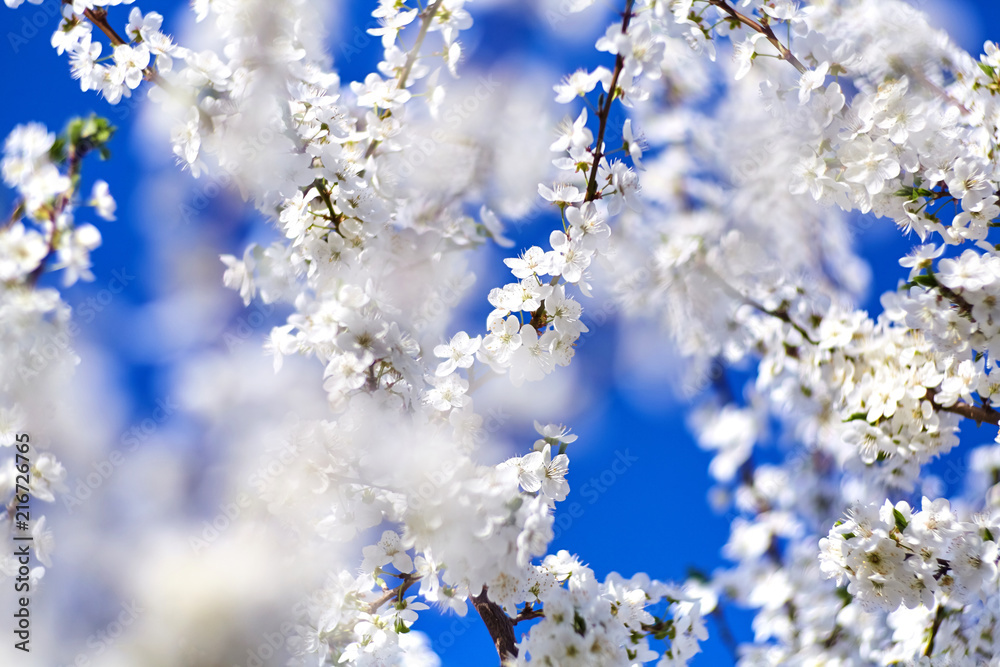 Spring. Blooming tree. White flowers on the blue sky background. Sunny day Spring. Blooming tree. White flowers on the blue sky background. Sunny day