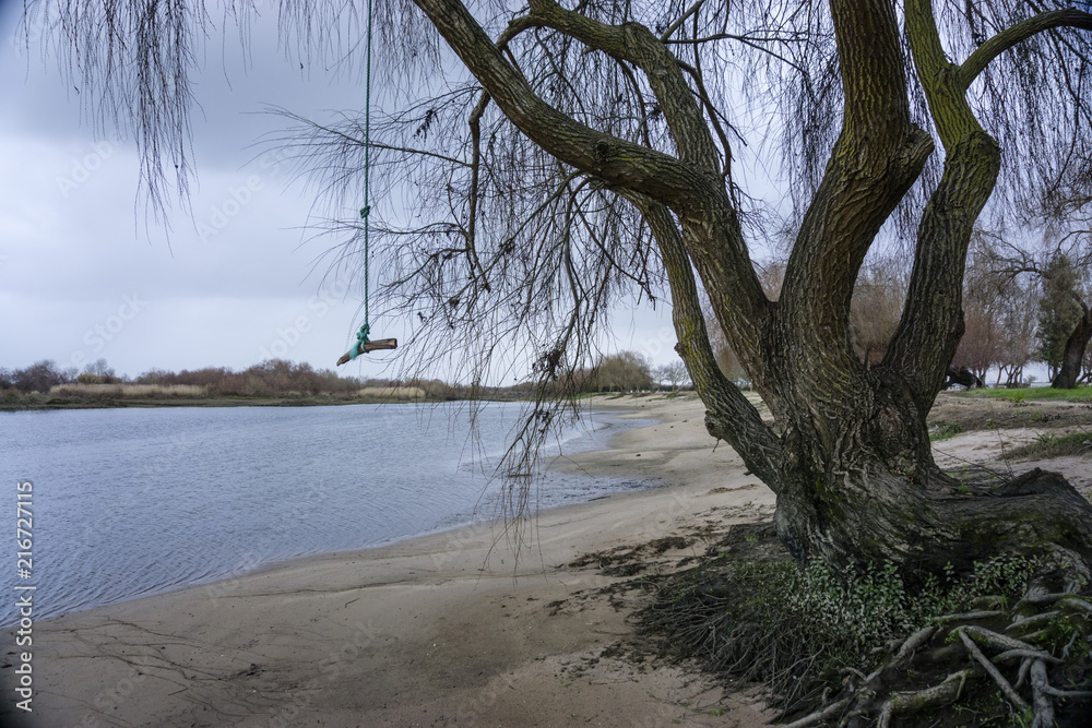 Fallen trees on the banks of the river. river tejo in Salvaterra de Magos, Portugal. Fallen trees on the banks of the river. river tejo in Salvaterra de Magos, Portugal.