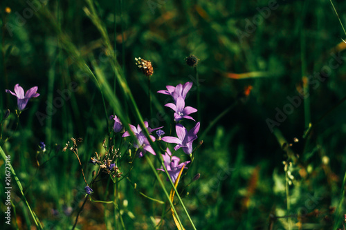 amazing beautiful view of mountains bellflowers and grass in summer meadow
