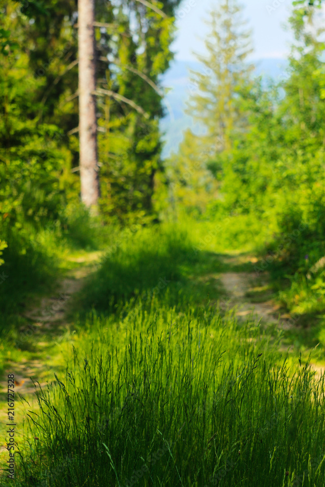 ground road with grass for travel hike in sunny woods in summer mountains ground road with grass for travel hike in sunny woods in summer mountains