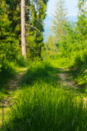 ground road with grass for travel hike in sunny woods in summer mountains