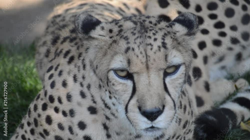 Cheetah looking directly Cheetah looking directly