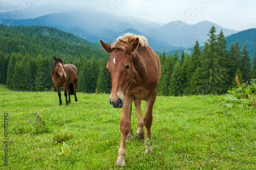 Fototapeta Naklejka Na Ścianę i Meble -  Grazing horse at high-land pasture at Carpathian Mountains after rain. Picture of beautiful green pasture on a background of mountains.