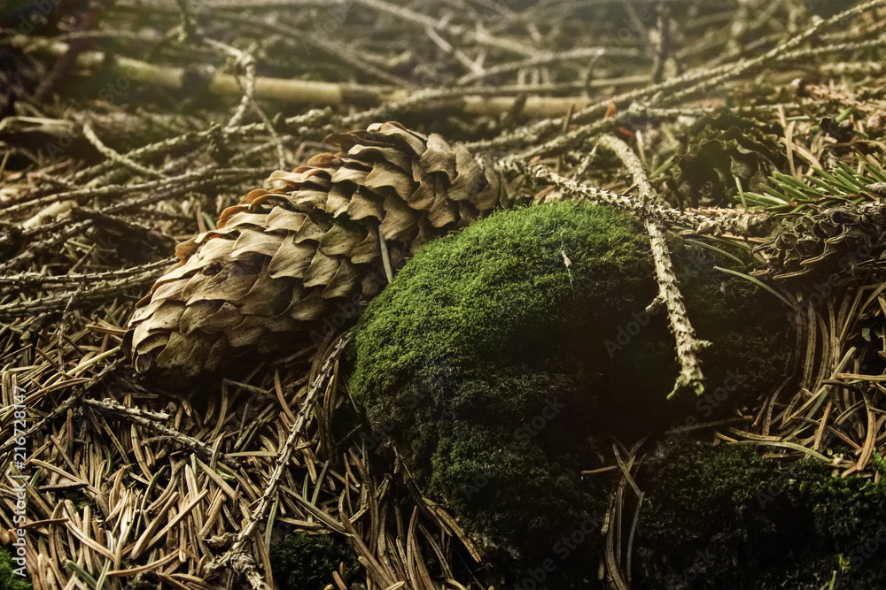beautiful sunny forest with pine cones and stumps in the spring mountains beautiful sunny forest with pine cones and stumps in the spring mountains