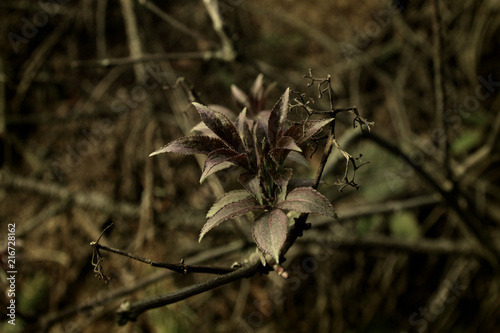 beautiful new plant in the forest on the background of spring mountains photo