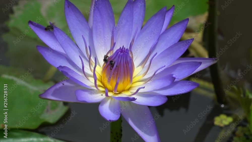 Purple lotus and bee in yellow pollen. Purple lotus flower or waterlily with bees collecting pollen, close up. Bees fly to lotus. Purple lotus and bee in yellow pollen. Purple lotus flower or waterlily with bees collecting pollen, close up. Bees fly to lotus.