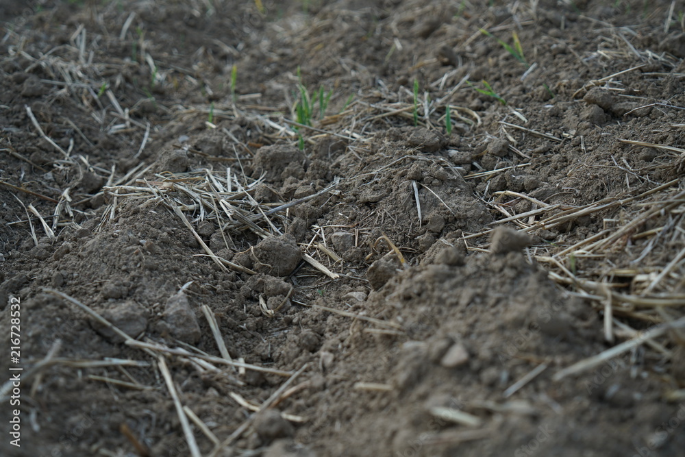 The extreme heat in Germany leads to enormous losses in the harvest of corn and corn in agriculture
The extreme heat in Germany leads to enormous losses in the harvest of corn and corn in agriculture