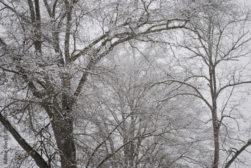 Snow 1 Snow 1
