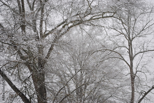 Snow 1 © Julie Deonna Crider