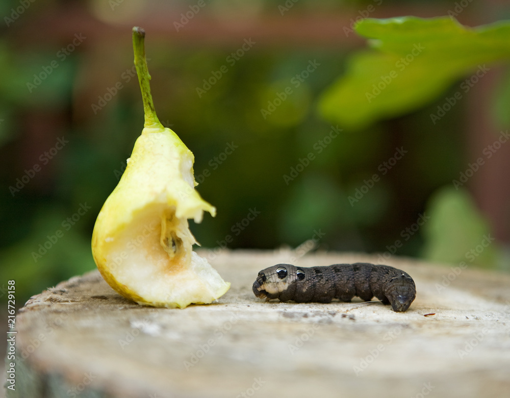 caterpillar eats the pear Stock Photo | Adobe Stock