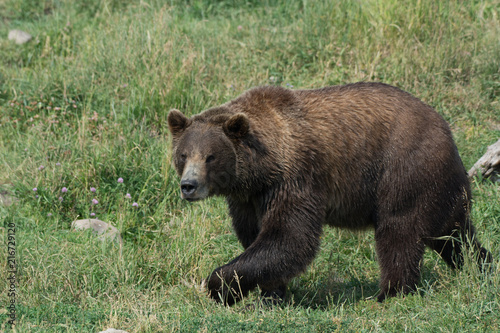 Alaskan grizzly bear  brown bear  walking in grass 