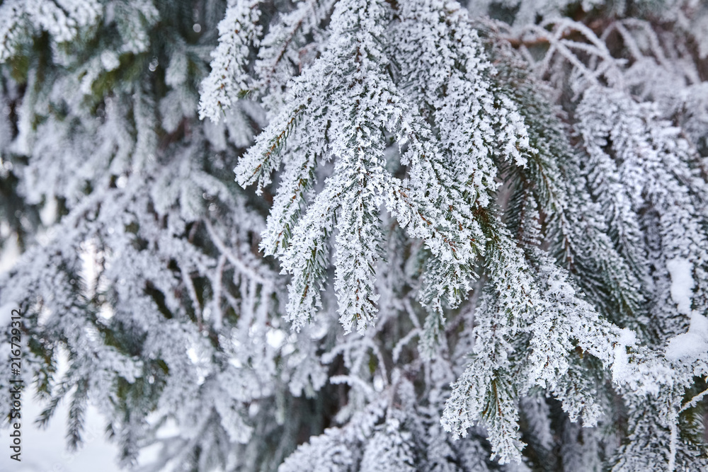 branches of spruce. winter forest branches of spruce. winter forest