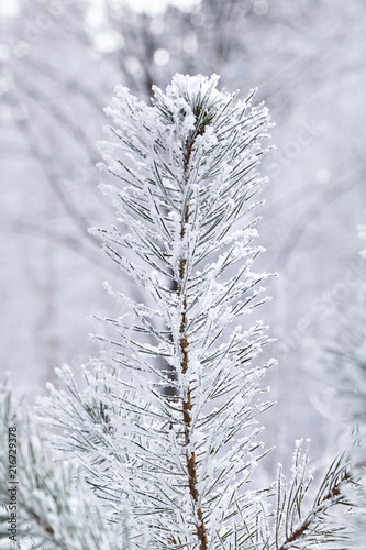 Pine. Branches of spruce. View from below. Winter forest