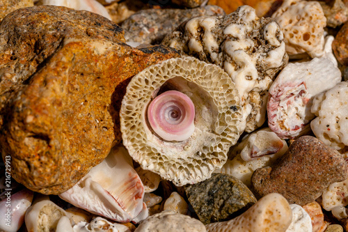 The Small Rest of the Shell in a Large Seashell and Pebbles and Corals from Egypt