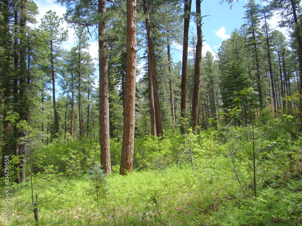 Obraz premium Trees and Bushes in See Canyon on the Mogollon Rim