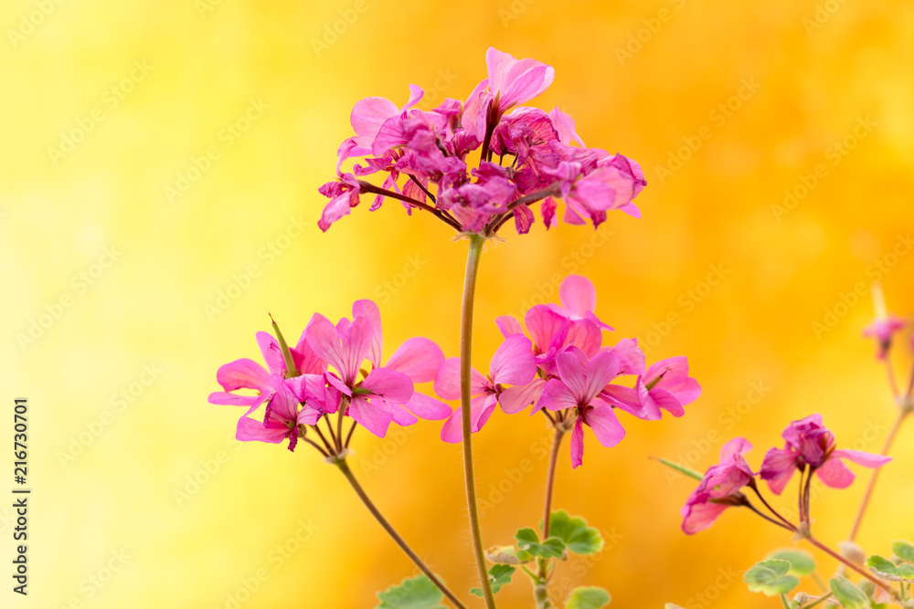 Indoor Flower Geranium (Pelargonium)