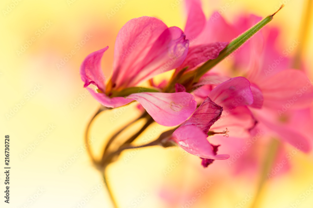 Obraz premium Indoor Flower Geranium (Pelargonium)