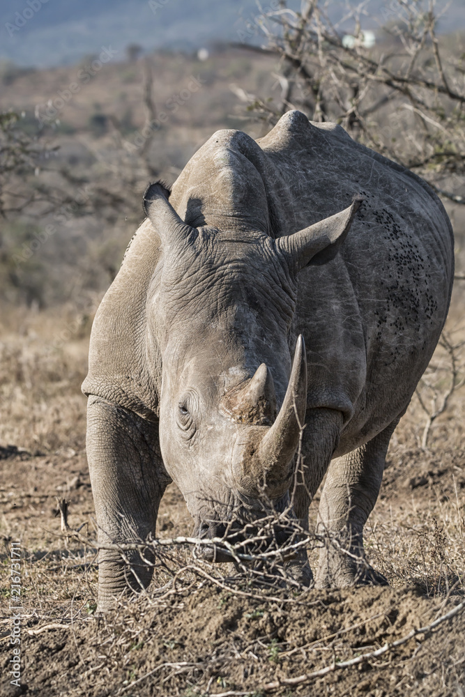 Obraz premium biały nosorożec w buszu