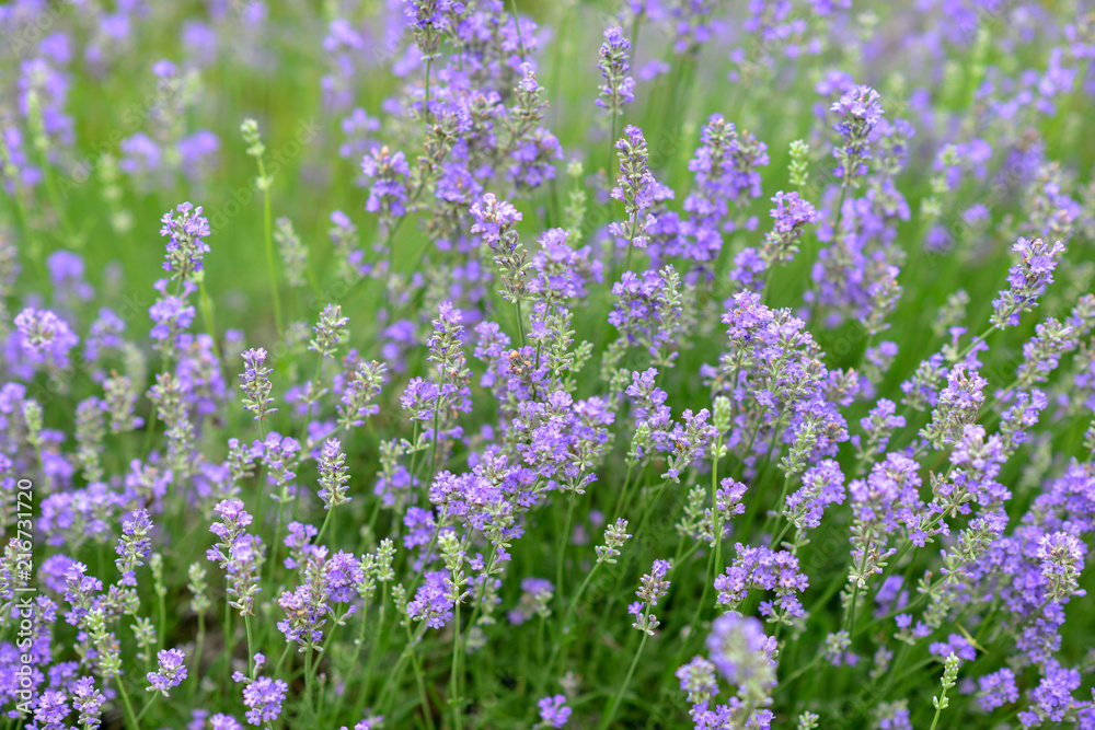 Naklejka premium Field of Lavender