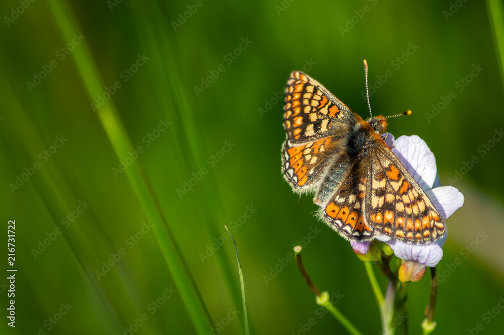 The colourful butterfly on a cuckoo flower with space for text