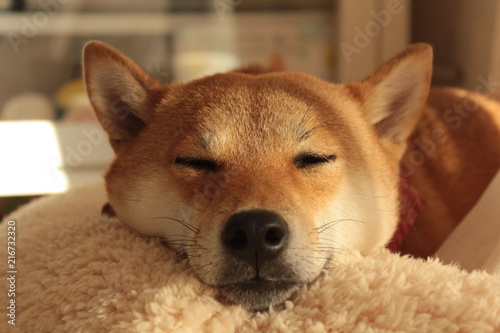 柴犬寝顔