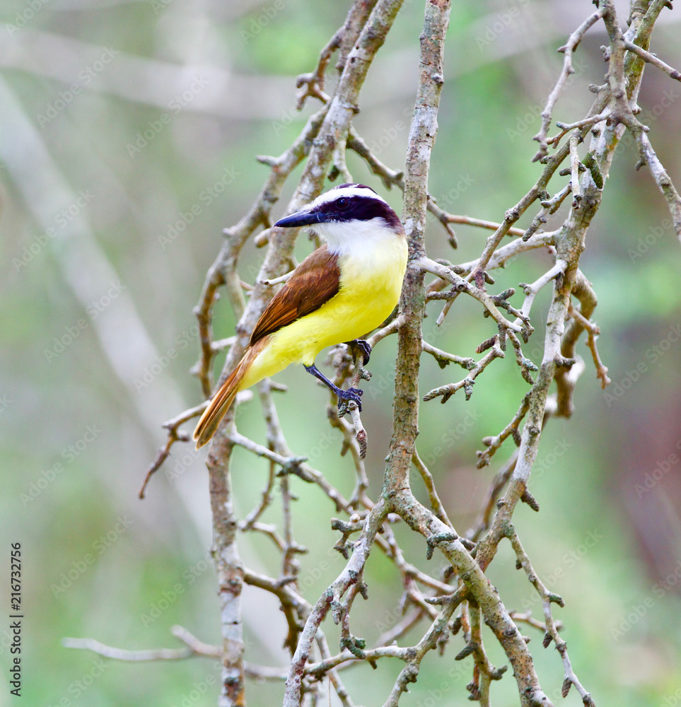 Obraz premium Great Kiskadee, Pitangus sulphuratus, Order: Passeriformes, Family: Tyrannidae