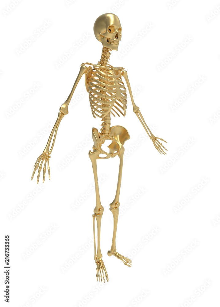 3d illustration of human skeleton 3d illustration of human skeleton