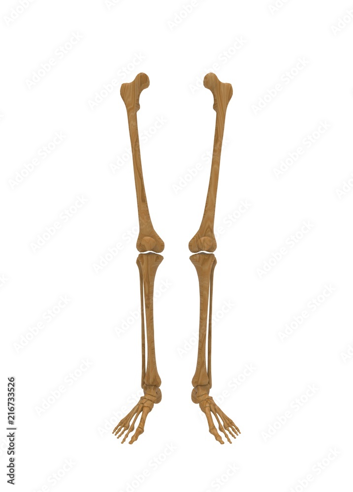 3d illustration of human legs bones